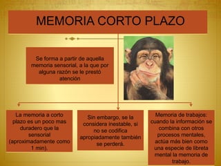 MEMORIA CORTO PLAZO
Se forma a partir de aquella
memoria sensorial, a la que por
alguna razón se le prestó
atención
La memoria a corto
plazo es un poco mas
duradero que la
sensorial
(aproximadamente como
1 min).
Sin embargo, se la
considera inestable, si
no se codifica
apropiadamente también
se perderá.
Memoria de trabajos:
cuando la información se
combina con otros
procesos mentales,
actúa más bien como
una especie de libreta
mental la memoria de
trabajo.
 