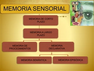 MEMORIA SENSORIAL
MEMORIA DE CORTO
PLAZO
MEMORIA A LARGO
PLAZO
MEMORIA DE
PROCEDIMIENTOS
MEMORIA
DECLARATIVA
MEMORIA SEMÁNTICA MEMORIA EPISÓDICA
 