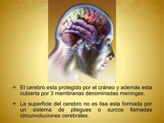  El cerebro esta protegido por el cráneo y además esta
cubierta por 3 membranas denominadas meninges.
 La superficie del cerebro no es lisa esta formada por
un sistema de pliegues o surcos llamadas
circunvoluciones cerebrales.
 