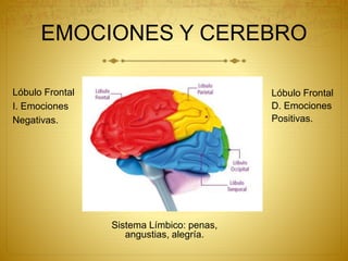 EMOCIONES Y CEREBRO
Lóbulo Frontal
I. Emociones
Negativas.
Lóbulo Frontal
D. Emociones
Positivas.
Sistema Límbico: penas,
angustias, alegría.
 