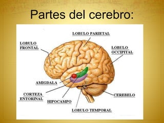 Partes del cerebro:
 