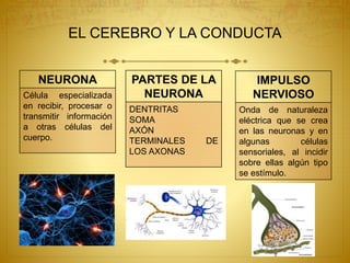 EL CEREBRO Y LA CONDUCTA
NEURONA
Célula especializada
en recibir, procesar o
transmitir información
a otras células del
cuerpo.
PARTES DE LA
NEURONA
DENTRITAS
SOMA
AXÓN
TERMINALES DE
LOS AXONAS
IMPULSO
NERVIOSO
Onda de naturaleza
eléctrica que se crea
en las neuronas y en
algunas células
sensoriales, al incidir
sobre ellas algún tipo
se estímulo.
 