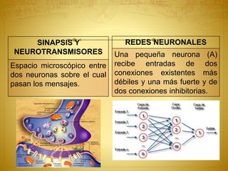SINAPSIS Y
NEUROTRANSMISORES
Espacio microscópico entre
dos neuronas sobre el cual
pasan los mensajes.
REDES NEURONALES
Una pequeña neurona (A)
recibe entradas de dos
conexiones existentes más
débiles y una más fuerte y de
dos conexiones inhibitorias.
 