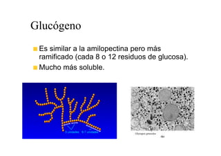 Glucógeno
 Es similar a la amilopectina pero más
 ramificado (cada 8 o 12 residuos de glucosa).
 Mucho más soluble.
 
