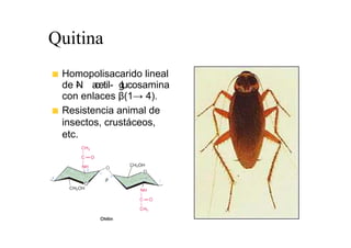 Quitina
 Homopolisacarido lineal
 de N a
    -   cetil- g
               lucosamina
 con enlaces β(1→ 4).
 Resistencia animal de
 insectos, crustáceos,
 etc.
 
