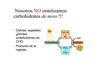 Nosotros NO sintetizamos
carbohidratos de novo !!!

• Células vegetales
  grandes
  sintetizadores de
  CHO.
• Producto de la
  ingesta.
 