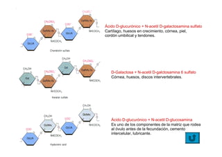 Ácido D-glucurónico + N-acetil D-galactosamina sulfato
Cartílago, huesos en crecimiento, córnea, piel,
cordón umbilical y tendones.




   D-Galactosa + N-acetil D-galctosamina 6 sulfato
   Córnea, huesos, discos intervertebrales.




   Ácido D-glucurónico + N-acetil D-glucosamina
   Es uno de los componentes de la matriz que rodea
   al óvulo antes de la fecundación, cemento
   intercelular, lubricante.
 