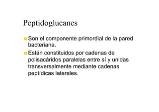 Peptidoglucanes
 Son el componente primordial de la pared
 bacteriana.
 Están constituidos por cadenas de
 polisacáridos paralelas entre sí y unidas
 transversalmente mediante cadenas
 peptídicas laterales.
 