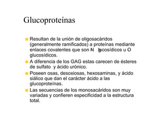 Glucoproteínas

 Resultan de la unión de oligosacáridos
 (generalmente ramificados) a proteínas mediante
 enlaces covalentes que son N g
                              - lucosídicos u O -
 glucosídicos.
 A diferencia de los GAG estas carecen de ésteres
 de sulfato y ácido urónico.
 Poseen osas, desoxiosas, hexosaminas, y ácido
 siálico que dan el carácter ácido a las
 glucoproteínas.
 Las secuencias de los monosacáridos son muy
 variadas y confieren especificidad a la estructura
 total.
 