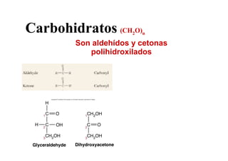 Carbohidratos (CH O)  2   n

        Son aldehídos y cetonas
           polihidroxilados
 