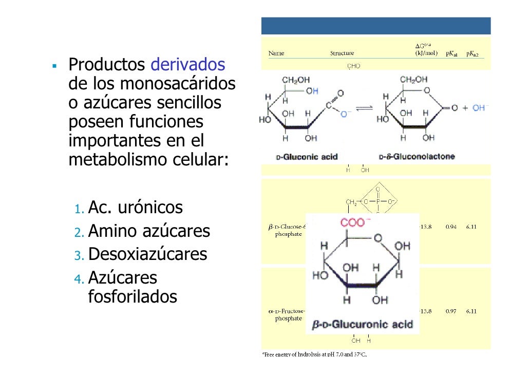 Tipo De Enlace De Los Carbohidratos es.slideshare.net
