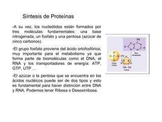 A su vez, los nucleótidos están formados por tres moléculas fundamentales: una base nitrogenada, un fosfato y una pentosa (azúcar de cinco carbonos).  El grupo fosfato proviene del ácido ortofosfórico, muy importante para el metabolismo ya que forma parte de biomoléculas como el DNA, el RNA y los transportadores de energía: ATP, GTP, UTP … El azúcar o la pentosa que se encuentra en los ácidos nucléicos puede ser de dos tipos y esto es fundamental para hacer distinción entre DNA y RNA. Podemos tener Ribosa o Desoxirribosa.  Síntesis de Proteínas 