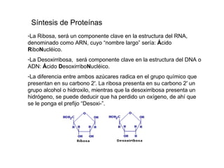 La Ribosa, será un componente clave en la estructura del RNA, denominado como ARN, cuyo “nombre largo” sería:  Á cido  R ibo N ucléico.  La Desoxirribosa,  será componente clave en la estructura del DNA o ADN:  Á cido  D esoxirribo N ucléico.  La diferencia entre ambos azúcares radica en el grupo químico que presentan en su carbono 2′. La ribosa presenta en su carbono 2′ un grupo alcohol o hidroxilo, mientras que la desoxirribosa presenta un hidrógeno, se puede deducir que ha perdido un oxígeno, de ahí que se le ponga el prefijo “Desoxi-”.  Síntesis de Proteínas 