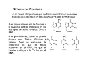 - Las bases nitrogenadas que podemos encontrar en los ácidos nucleicos se clasifican en bases púricas y bases pirimidínicas.  Las bases púricas son la Adenina y la Guanina, ambas presentes en los dos tipos de ácido nucleico: DNA y RNA.  Las pirimidínicas, como se puede deducir son: Timina, Citosina y Uracilo. Aquí se encuentra la excepción de que no todas aparecen en el DNA, ya que el Uracilo sustituye a la Timina en el RNA.  Síntesis de Proteínas 