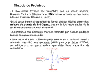 El DNA estará formado por nucleótidos con las bases: Adenina, Guanina, Timina y Citosina. Y el RNA estará formado por las bases: Adenina, Guanina, Citosina y Uracilo.  Estas bases tienen la capacidad de formar enlaces débiles entre ellas:  enlaces de puente de hidrógeno , que serán los responsables de la adhesión de ambas cadenas en el DNA.  Las proteínas son moléculas enormes formadas por muchas unidades básicas llamadas aminoácidos  Los aminoácidos son moléculas que presentan en su carbono central o asimétrico o  α  (alfa) un grupo  amino  (H2N-) y un grupo  ácido  (-COOH), un hidrógeno y un grupo radical que determinará cada tipo de aminoácido.  Síntesis de Proteínas 