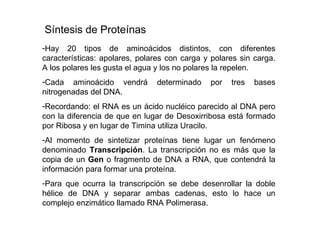 Hay 20 tipos de aminoácidos distintos, con diferentes características: apolares, polares con carga y polares sin carga. A los polares les gusta el agua y los no polares la repelen.  Cada aminoácido vendrá determinado por tres bases nitrogenadas del DNA.  Recordando:  el RNA es un ácido nucléico parecido al DNA pero con la diferencia de que en lugar de Desoxirribosa está formado por Ribosa y en lugar de Timina utiliza Uracilo.  Al momento de sintetizar proteínas tiene lugar un fenómeno denominado  Transcripción . La transcripción no es más que la copia de un  Gen  o fragmento de DNA a RNA, que contendrá la información para formar una proteína.  Para que ocurra la transcripción se debe desenrollar la doble hélice de DNA y separar ambas cadenas, esto lo hace un complejo enzimático llamado RNA Polimerasa. Síntesis de Proteínas 