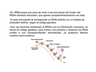 EL ARNt posee una zona de unión a las tres bases del Codón del RNAm llamada Anticodón, que aparea complementariamente con éste.  A cada aminoácido le corresponde un RNAt distinto con un triplete de anticodón distinto, según el código genético Una vez tenemos sintetizado el RNAm con la información necesaria, en forma de código genético, para formar una proteína y tenemos los RNAt unidos a sus correspondientes aminoácidos, ya podemos fabricar nuestra nueva proteína.  