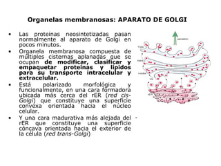 Organelas membranosas: APARATO DE GOLGI Las proteínas neosintetizadas pasan normalmente al aparato de Golgi en pocos minutos. Organela membranosa compuesta de múltiples cisternas aplanadas que se ocupan  de modificar, clasificar y empaquetar proteínas y lípidos para su transporte intracelular y extracelular. Está polarizado morfológica y funcionalmente, en una cara formadora ubicada más cerca del rER ( red cis-Golgi ) que constituye una superficie convexa orientada hacia el núcleo celular. Y una cara madurativa más alejada del rER que constituye una superficie cóncava orientada hacia el exterior de la célula ( red trans-Golgi ) - 