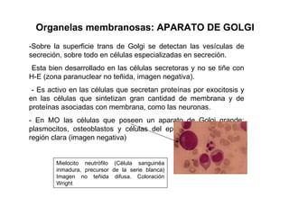 Organelas membranosas: APARATO DE GOLGI -Sobre la superficie trans de Golgi se detectan las vesículas de secreción, sobre todo en células especializadas en secreción. Esta bien desarrollado en las células secretoras y no se tiñe con H-E (zona paranuclear no teñida, imagen negativa). - Es activo en las células que secretan proteínas por exocitosis y en las células que sintetizan gran cantidad de membrana y de proteínas asociadas con membrana, como las neuronas. - En MO las células que poseen un aparato de Golgi grande: plasmocitos, osteoblastos y células del epidídimo, exhiben una región clara (imagen negativa) Mielocito neutrófilo (Célula sanguinéa inmadura, precursor de la serie blanca) Imagen no teñida difusa. Coloración Wright 