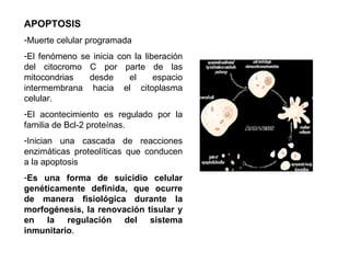 APOPTOSIS Muerte celular programada El fenómeno se inicia con la liberación del citocromo C por parte de las mitocondrias desde el espacio intermembrana hacia el citoplasma celular. El acontecimiento es regulado por la familia de Bcl-2 proteínas. Inician una cascada de reacciones enzimáticas proteolíticas que conducen a la apoptosis Es una forma de suicidio celular genéticamente definida, que ocurre de manera fisiológica durante la morfogénesis, la renovación tisular y en la regulación del sistema inmunitario .  