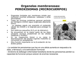 Organelas membranosas:  PEROXISOMAS (MICROCUERPOS) Organelas limitadas por membrana simple que contienen enzimas oxidativas: catalasas y otras peroxidasas. Todas las enzimas oxidativas generan peróxido de hidrógeno (H 2 O2) agua oxigenada altamente tóxico. La catalasa regula con precisión el contenido celular de (H 2 O2) y lo degrada para proteger la célula Son esféricos pequeños (0,5  µm de diámetro). Se encuentran en la mayor parte de los tipos celulares (aunque predominan en las células hepáticas y renales) En los hepatocitos tienen a su cargo la desintoxicación del alcohol ingerido mediante su conversión en acetaldehído Otra función importante es la  β -oxidación de los ácidos grasos - La cantidad de peroxisomas que hay en una célula aumenta en respuesta a la dieta, a fármacos y a la estimulación hormonal. - Síndrome de Zellweger enfermedad hereditaria donde los peroxisomas pierden su capacidad de funcionar porque carecen de enzimas necesarias 