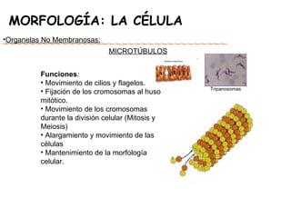 MORFOLOGÍA: LA CÉLULA MICROTÚBULOS Organelas No Membranosas: Funciones : Movimiento de cilios y flagelos. Fijación de los cromosomas al huso mitótico. Movimiento de los cromosomas durante la división celular (Mitosis y Meiosis) Alargamiento y movimiento de las células Mantenimiento de la morfología celular. Tripanosomas 