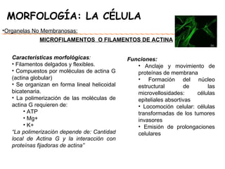 MORFOLOGÍA: LA CÉLULA MICROFILAMENTOS  O FILAMENTOS DE ACTINA Organelas No Membranosas: Características morfológicas : Filamentos delgados y flexibles. Compuestos por moléculas de actina G (actina globular) Se organizan en forma lineal helicoidal bicatenaria. La polimerización de las moléculas de actina G requieren de: ATP Mg + K + “ La polimerización depende de: Cantidad local de Actina G y la interacción con proteínas fijadoras de actina” Funciones: Anclaje y movimiento de proteínas de membrana Formación del núcleo estructural de las microvellosidades: células epiteliales absortivas Locomoción celular: células transformadas de los tumores invasores Emisión de prolongaciones celulares 