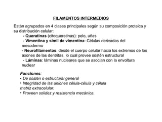 Están agrupados en 4 clases principales según su composición proteica y su distribución celular: -  Queratinas  (citoqueratinas): pelo, uñas -  Vimentina   y símil de vimentina : Células derivadas del mesodermo -  Neurofilamentos : desde el cuerpo celular hacia los extremos de los axones de las dentritas, lo cual provee sostén estructural -  Láminas : láminas nucleares que se asocian con la envoltura nuclear FILAMENTOS INTERMEDIOS Funciones : •  De sostén o estructural general Integridad de las uniones célula-célula y célula matriz extracelular. Proveen solidez y resistencia mecánica. 