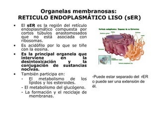 Organelas membranosas:  RETICULO ENDOPLASMÁTICO LISO (sER) El  sER  es la región del retículo endoplasmático compuesta por cortos túbulos anastomosados que no está asociada con ribosomas.  Es acidófilo por lo que se tiñe con la eosina. Es la principal organela que interviene en la desintoxicación y la conjugación de sustancias nocivas.  También participa en: El metabolismo de los lípidos y los esteroides. - El metabolismo del glucógeno. - La formación y el reciclaje de membranas. Puede estar separado del  rER o puede ser una extensión de él. 