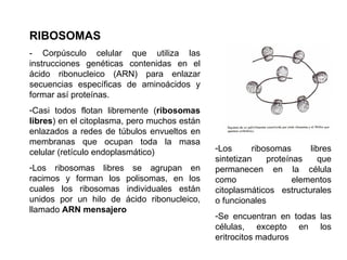 RIBOSOMAS - Corpúsculo celular que utiliza las instrucciones genéticas contenidas en el ácido ribonucleico (ARN) para enlazar secuencias específicas de aminoácidos y formar así proteínas.  Casi todos flotan libremente ( ribosomas libres ) en el citoplasma, pero muchos están enlazados a redes de túbulos envueltos en membranas que ocupan toda la masa celular (retículo endoplasmático) Los ribosomas libres se agrupan en racimos y forman los polisomas, en los cuales los ribosomas individuales están unidos por un hilo de ácido ribonucleico, llamado  ARN mensajero Los ribosomas libres sintetizan proteínas que permanecen en la célula como elementos citoplasmáticos estructurales o funcionales Se encuentran en todas las células, excepto en los eritrocitos maduros  