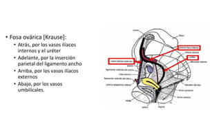 Sistema genital femenino | PDF