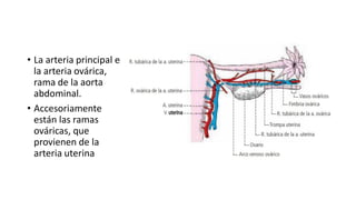 • La arteria principal es
la arteria ovárica,
rama de la aorta
abdominal.
• Accesoriamente
están las ramas
ováricas, que
provienen de la
arteria uterina
 