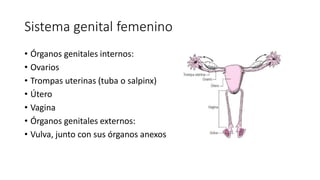 Sistema genital femenino
• Órganos genitales internos:
• Ovarios
• Trompas uterinas (tuba o salpinx)
• Útero
• Vagina
• Órganos genitales externos:
• Vulva, junto con sus órganos anexos
 
