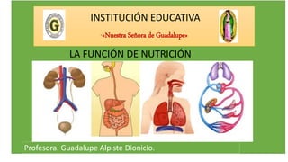 INSTITUCIÓN EDUCATIVA
“«Nuestra Señora de Guadalupe»
LA FUNCIÓN DE NUTRICIÓN
Profesora. Guadalupe Alpiste Dionicio.
 