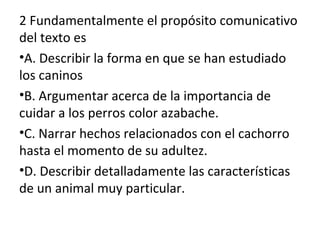 2 Fundamentalmente el propósito comunicativo
del texto es
•A. Describir la forma en que se han estudiado
los caninos
•B. Argumentar acerca de la importancia de
cuidar a los perros color azabache.
•C. Narrar hechos relacionados con el cachorro
hasta el momento de su adultez.
•D. Describir detalladamente las características
de un animal muy particular.
 