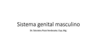 Sistema genital masculino
Dr. Sócrates Pozo Verdesoto. Esp; Mg.
 