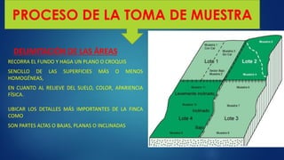 DELIMITACIÓN DE LAS ÁREAS
PROCESO DE LA TOMA DE MUESTRA
RECORRA EL FUNDO Y HAGA UN PLANO O CROQUIS
SENCILLO DE LAS SUPERFICIES MÁS O MENOS
HOMOGÉNEAS,
EN CUANTO AL RELIEVE DEL SUELO, COLOR, APARIENCIA
FÍSICA.
UBICAR LOS DETALLES MÁS IMPORTANTES DE LA FINCA
COMO
SON PARTES ALTAS O BAJAS, PLANAS O INCLINADAS
 