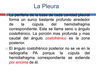 La Pleura 
 La periferia de la base de cada cavidad pleural 
forma un surco bastante profundo alrededor 
de la cúpula del hemidiafragma 
correspondiente. Este se llama seno o ángulo 
costofrénico. La porción mas profunda y mas 
caudal del ángulo costofrénico es la zona 
posterior. 
 El ángulo costofrénico posterior no se ve en la 
radiografía PA porque la cúpula del 
hemidiafragma correspondiente se extiende 
por encima de él. 
 