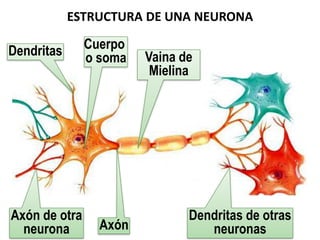 ESTRUCTURA DE UNA NEURONA
Cuerpo
o soma
Dendritas
Axón de otra
neurona Axón
Vaina de
Mielina
Dendritas de otras
neuronas
 