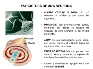 • CUERPO CELULAR O SOMA: El cual
contiene al núcleo y casi todos las
organelas.
• DENDRITAS: Son prolongaciones cortas,
múltiples, por donde se reciben los
impulsos de otra neurona o del medio
ambiente.
• AXÓN: Es una prolongación larga, única,
por donde transita el estímulo hacia los
órganos u otras neuronas.
• VAINA DE MIELINA: Material grasoso que
aísla al axón y aumenta la rapidez de
desplazamiento del impulso nervioso.
• Axones y dendritas se agrupan en haces
de fibras: NERVIOS
ESTRUCTURA DE UNA NEURONA
 