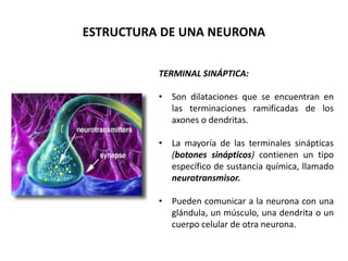 TERMINAL SINÁPTICA:
• Son dilataciones que se encuentran en
las terminaciones ramificadas de los
axones o dendritas.
• La mayoría de las terminales sinápticas
(botones sinápticos) contienen un tipo
específico de sustancia química, llamado
neurotransmisor.
• Pueden comunicar a la neurona con una
glándula, un músculo, una dendrita o un
cuerpo celular de otra neurona.
ESTRUCTURA DE UNA NEURONA
 