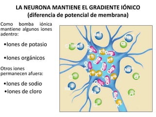 LA NEURONA MANTIENE EL GRADIENTE IÓNICO
(diferencia de potencial de membrana)
K+
K+
K+
K+
K+
K+
K+
Na+
Na+
Na+
Na+
Na+
Na+
Cl-
Cl-
Cl-
Cl-
Cl-
Cl-
Como bomba iónica
mantiene algunos iones
adentro:
•Iones de potasio
•Iones orgánicos
Otros iones
permanecen afuera:
•Iones de sodio
•Iones de cloro
 