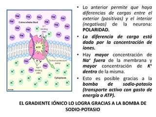 EL GRADIENTE IÓNICO LO LOGRA GRACIAS A LA BOMBA DE
SODIO-POTASIO
• Lo anterior permite que haya
diferencias de cargas entre el
exterior (positivas) y el interior
(negativas) de la neurona:
POLARIDAD.
• La diferencia de carga está
dada por la concentración de
iones.
• Hay mayor concentración de
Na+ fuera de la membrana y
mayor concentración de K+
dentro de la misma.
• Esto es posible gracias a la
bomba de sodio-potasio
(transporte activo con gasto de
energía o ATP).
 