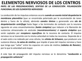 ELEMENTOS NERVIOSOS DE LOS CENTROS
PAPEL DE LAS PROLONGACIONES, SENTIDO DE LA CONDUCCIÓN. POLARIZACIÓN
FUNCIONAL DE LOS ELEMENTOS NERVIOSOS
La conducción de los impulsos entonces ocurre cuando un evento inicial despolariza la
membrana plasmática (que se encontraba polarizada por la acumulación de iones
dentro y fuera de la célula), abriendo canales iónicos y generando una ola de
despolarización centrífuga hasta llegar a los terminales de contacto con la neurona
siguiente en unos ensanchamientos (botón sináptico) que inducen a la liberación de
sustancias almacenadas en vesículas (neurotransmisores) al espacio sináptico que
serán captados por receptores específicos de la neurona de contacto. El impulso
nervioso no se transmite con la misma velocidad en todas las neuronas. Depende de si
el axón está o no rodeado por unas células, las células de Schwann, que producen una
sustancia blanca, la vaina de mielina, que impide el paso del impulso nervioso y hace
que tenga que "saltar" entre los espacios sin vaina de mielina (nódulos de Ranvier),
por lo que la velocidad será mayor.
A este tipo de propagación del impulso nervioso se le denomina "conducción o
propagación saltatoria"
 