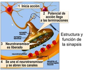 Estructura y
función de
la sinapsis
1 Inicia acción
2 Potencial de
acción llega
a las terminaciones
3 Neurotransmisor
es liberado
4 Se une el neurotransmisor
y se abren los canales
 