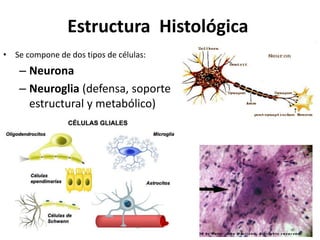 Estructura Histológica
• Se compone de dos tipos de células:
– Neurona
– Neuroglia (defensa, soporte
estructural y metabólico)
 