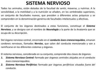 SISTEMA NERVIOSO
Todos los animales, están dotados de la facultad de sentir, moverse, y nutrirse. A la
sensibilidad, a la motilidad y a la nutrición se añaden, en los vertebrados superiores,
un conjunto de facultades nuevas, que presiden a diferentes actos psíquicos y se
comprenden en la denominación genérica de facultades intelectuales y afectivas.
El conjunto de los órganos destinados a estas funciones, constituye el Sistema
Nervioso, y se designa con el nombre de Neurología a la parte de la Anatomía que se
ocupa de su descripción.
Del órgano nervioso central, encerrado en el conducto óseo craneorraquídeo, emanan
cordones nerviosos, llamados Nervios, que salen del conducto mencionado y van a
ramificarse en los diferentes sistemas y órganos.
El sistema nervioso, considerado en su conjunto, comprende dos clases de órganos:
1. Sistema Nervioso Central: formado por órganos centrales alojados en el conducto
óseo craneorraquídeo.
2. Sistema Nervioso Periférico: formado por órganos periféricos situados fuera del
conducto.
 