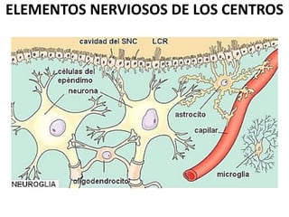 ELEMENTOS NERVIOSOS DE LOS CENTROS
 
