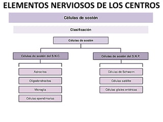 ELEMENTOS NERVIOSOS DE LOS CENTROS
 