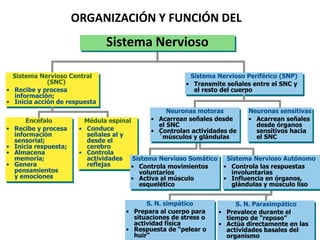 Sistema Nervioso Central
(SNC)
• Recibe y procesa
información;
• Inicia acción de respuesta
Encéfalo
• Recibe y procesa
información
sensorial;
• Inicia respuesta;
• Almacena
memoria;
• Genera
pensamientos
y emociones
Médula espinal
• Conduce
señales al y
desde el
cerebro
• Controla
actividades
reflejas
Sistema Nervioso Periférico (SNP)
• Transmite señales entre el SNC y
el resto del cuerpo
Neuronas sensitivas
• Acarrean señales
desde órganos
sensitivos hacia
el SNC
S. N. simpático
• Prepara al cuerpo para
situaciones de stress o
actividad física
• Respuesta de “pelear o
huir”
S. N. Parasimpático
• Prevalece durante el
tiempo de “reposo”
• Actúa directamente en las
actividades basales del
organismo
ORGANIZACIÓN Y FUNCIÓN DEL
Sistema Nervioso
Sistema Nervioso Somático
• Controla movimientos
voluntarios
• Activa al músculo
esquelético
Sistema Nervioso Autónomo
• Controla las respuestas
involuntarias
• Influencia en órganos,
glándulas y músculo liso
Neuronas motoras
• Acarrean señales desde
el SNC
• Controlan actividades de
´músculos y glándulas
 